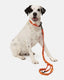 CARHARTT WIP Script Dog Leash & Collar